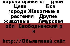 хорьки щенки от 35дней › Цена ­ 4 000 - Все города Животные и растения » Другие животные   . Амурская обл.,Свободненский р-н